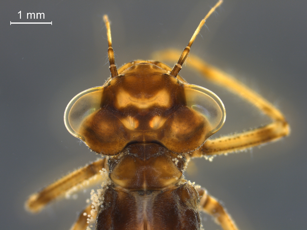 Enallagma cyathigerum